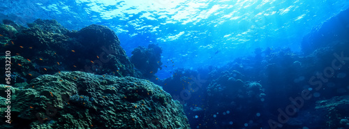 panorama coral reef underwater landscape seascape