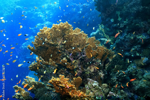 Fototapeta Naklejka Na Ścianę i Meble -  tropical fish on a coral reef underwater wildlife
