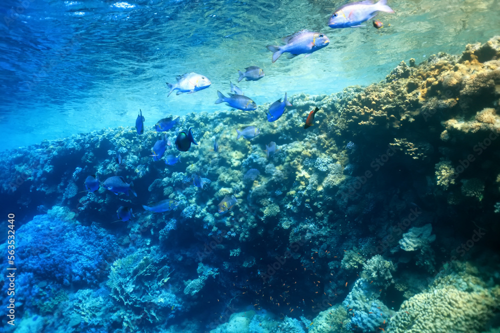 Fototapeta premium coral reef wallpaper background ocean tropical ecosystem underwater