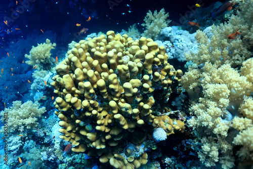 coral reef wallpaper background ocean tropical ecosystem underwater