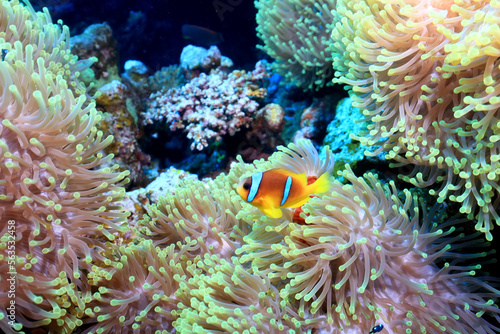 small fish on a coral reef underwater wildlife