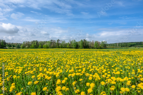 Yellow dandelion on meadow, spring landscape