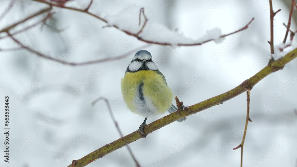 eurasian blue tit bird peched twig one leg Cyanistes caeruleus winter scene natural world norway eurasian blue tit bird peched twig one leg Cyanistes caeruleus winter scene natural world norway