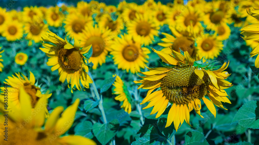 Obraz premium Beautiful field sunflowers blooming background blue sky. landscape that sees flowers ahead and sees the sky. Healthy natural seeds and the environment.
