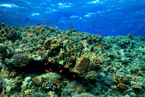 Fototapeta Naklejka Na Ścianę i Meble -  panorama coral reef underwater landscape seascape
