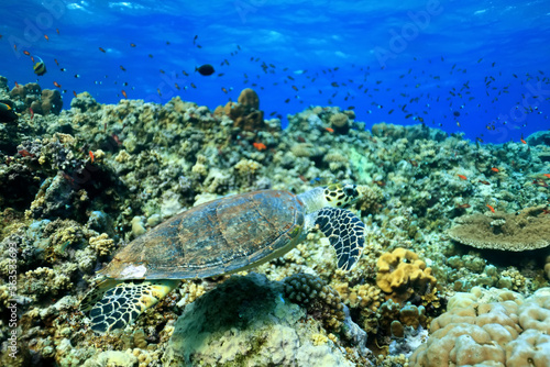 big sea turtle underwater photo, fish clingers, symbiosis ecosystem © kichigin19