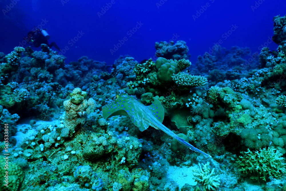 Fototapeta premium blue-spotted stingray underwater coral tropical fish