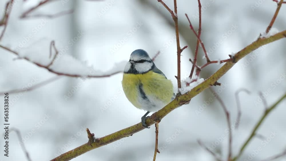 eurasian blue tit bird peched twig one leg Cyanistes caeruleus winter scene natural world norway eurasian blue tit bird peched twig one leg Cyanistes caeruleus winter scene natural world norway