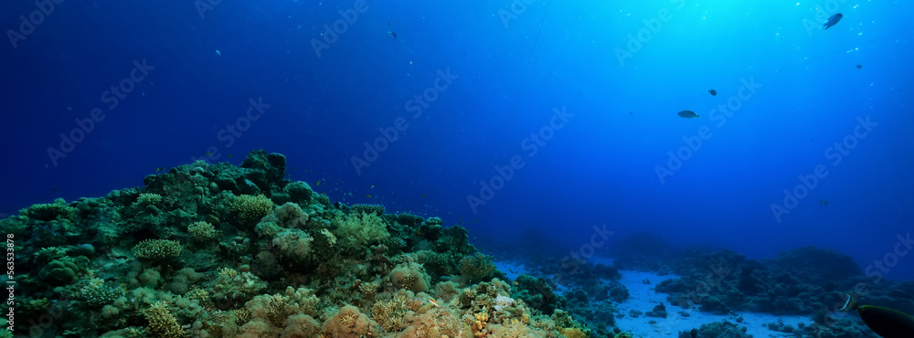 panorama coral reef underwater landscape seascape