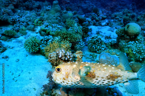 puffer fish underwater photo animals wildlife red sea egypt