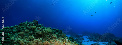 Wallpaper Mural panorama coral reef underwater landscape seascape Torontodigital.ca