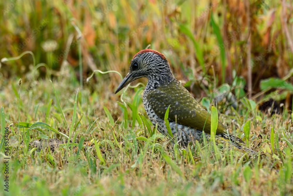 Obraz premium European green woodpecker standing in the grass. Looking for food. Genus Picus viridis.