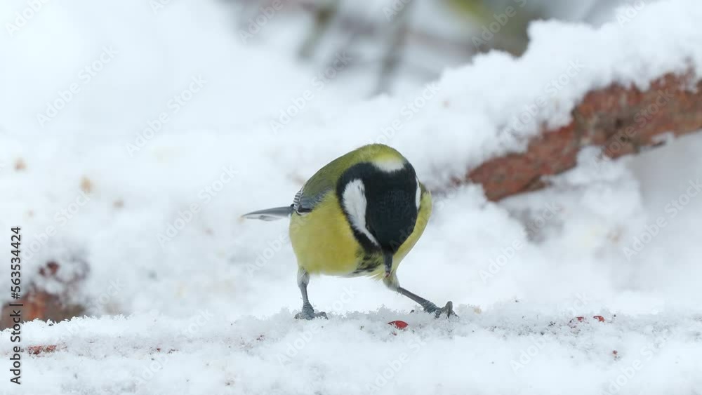 great tit bird on ground feeding on nuts turn fly away parus major winter scene natural world norway great tit bird on ground feeding on nuts turn fly away parus major winter scene natural world norway