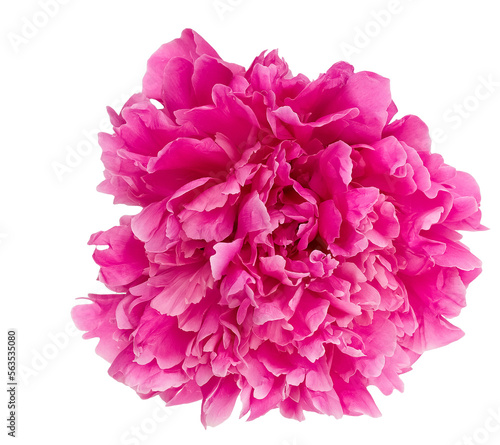 pink peony isolated on white background.