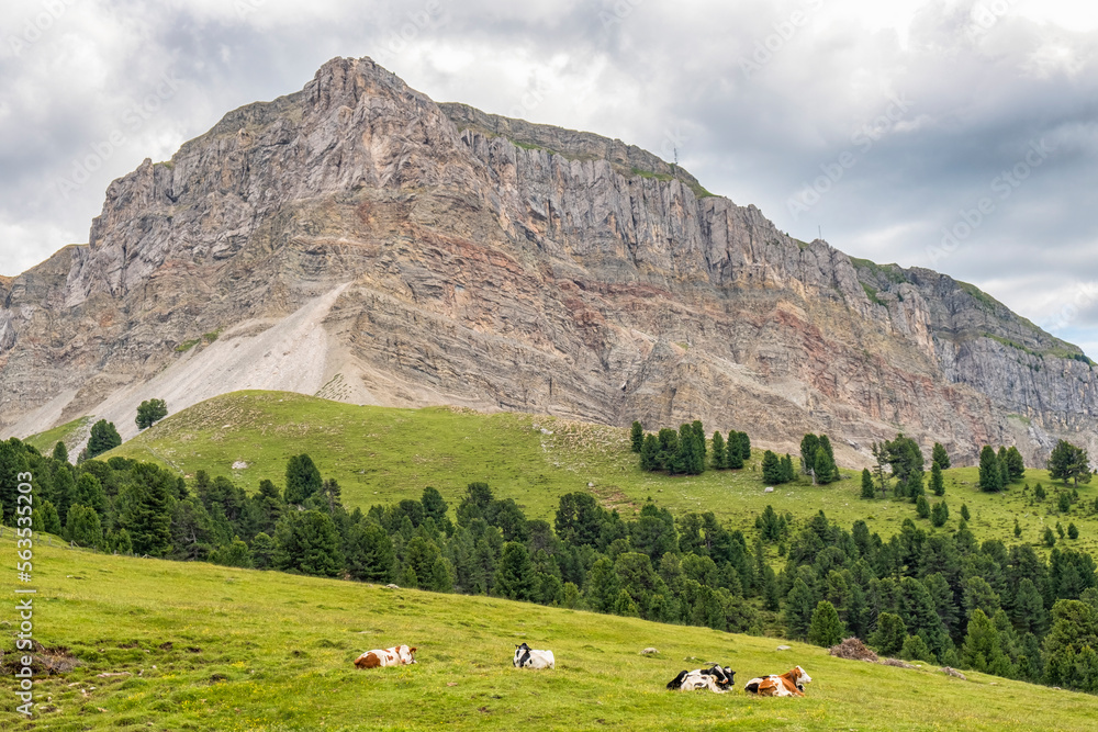 Cows on a meadow in a beautiful alp landscape