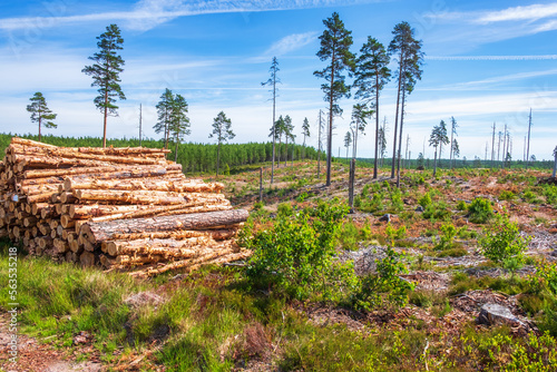 Quadro su tela Felled tree trunks on a clearcutting in the woodland