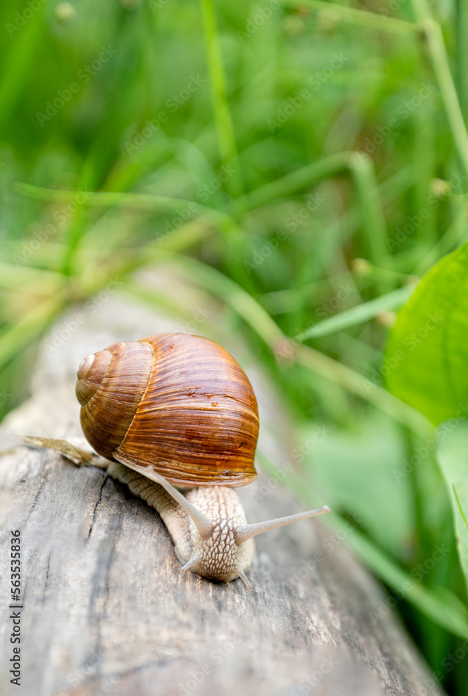 Small snail with antennae crawling on wooden log among green grass Small snail with antennae crawling on wooden log among green grass