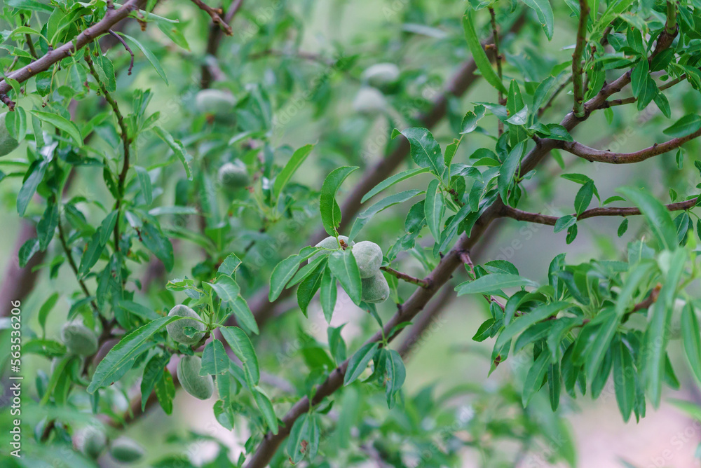 Obraz premium almond tree in the garden