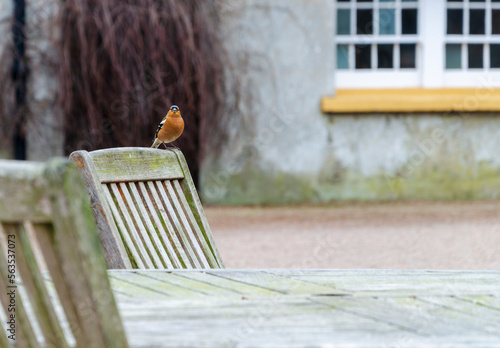 Male Chaffinch sitting on the back of a wooden chair in aCounty Down picnic area photo