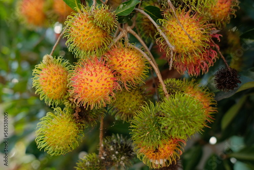 The red rambutan is on the rambutan tree. Rambutan on the tree in the garden and rambutan is a tropical fruit sweet taste