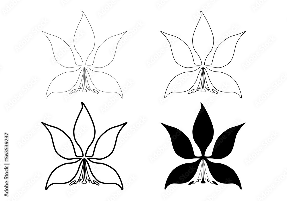 Bauhinia flower isolated on white background. Thin line, thick line and