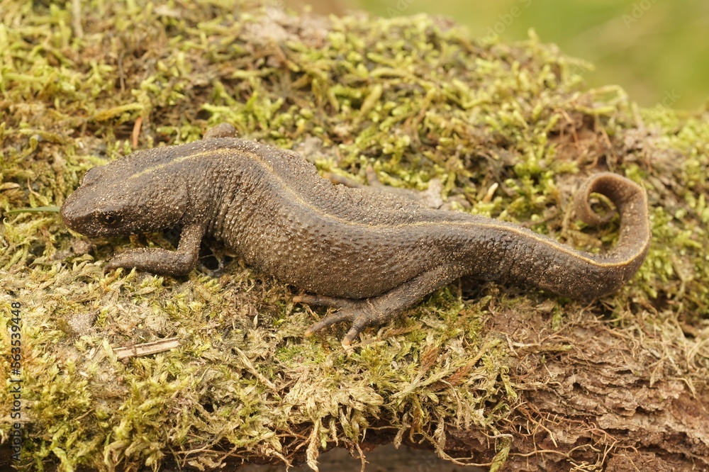 Fototapeta premium Closeup on a terrestrial gravid female Italian crested newt, Trirurus carnifex on dried moss