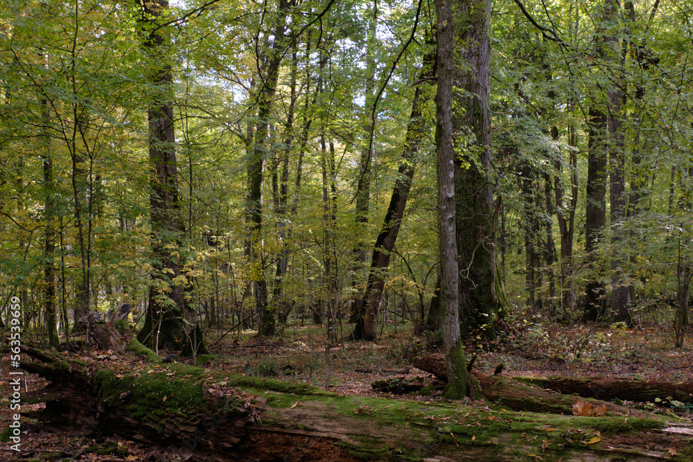 Broken trees in autumn