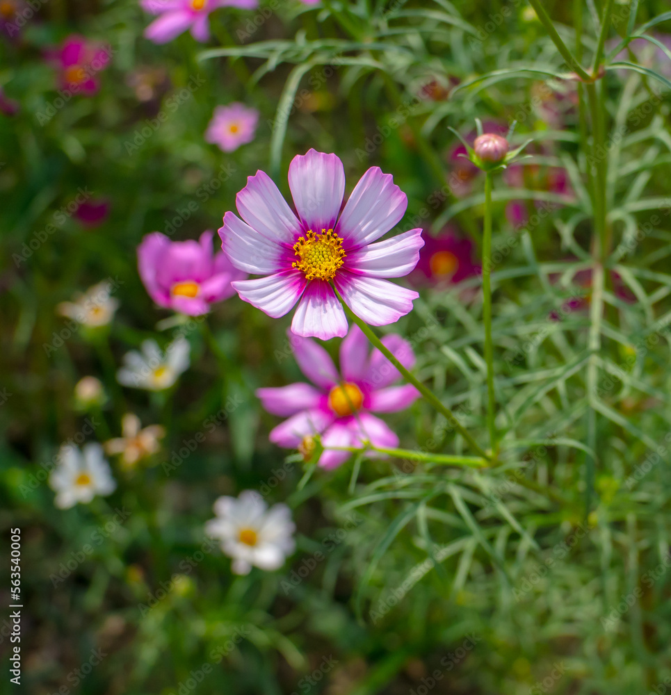 flower garden cosmos flowers bloom in the garden in the morning flower garden cosmos flowers bloom in the garden in the morning