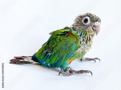 Baby bird of Crimson bellied conure parrot on the white background photo