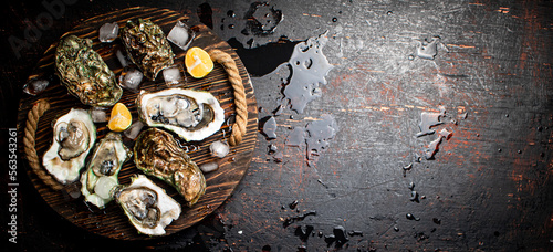 Oysters with ice cubes on a wooden tray. 