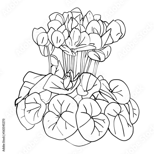 シクラメンのおしゃれなモノクロイラスト素材