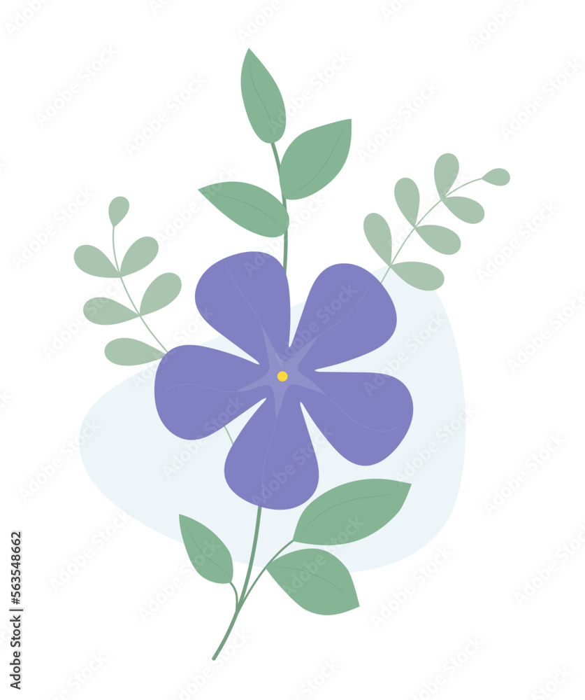 Periwinkle flower. Blooming purple Vinca minor with leaves. Vector illustration.