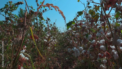 The camera moves through open cotton bolls photo