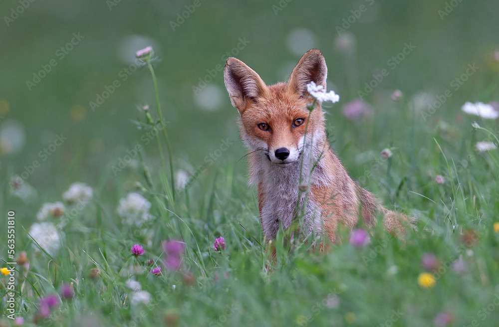Renard roux (Vulpes vulpes) portrait, champ de fleurs en été. Alpes. France Renard roux (Vulpes vulpes) portrait, champ de fleurs en été. Alpes. France