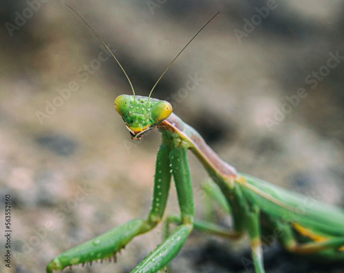 green praying mantis © kaankocakoglu