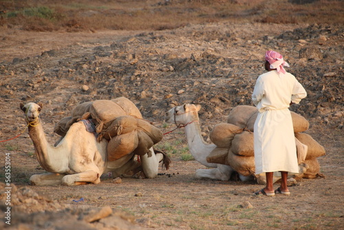 Valokuva Camels and bedouin