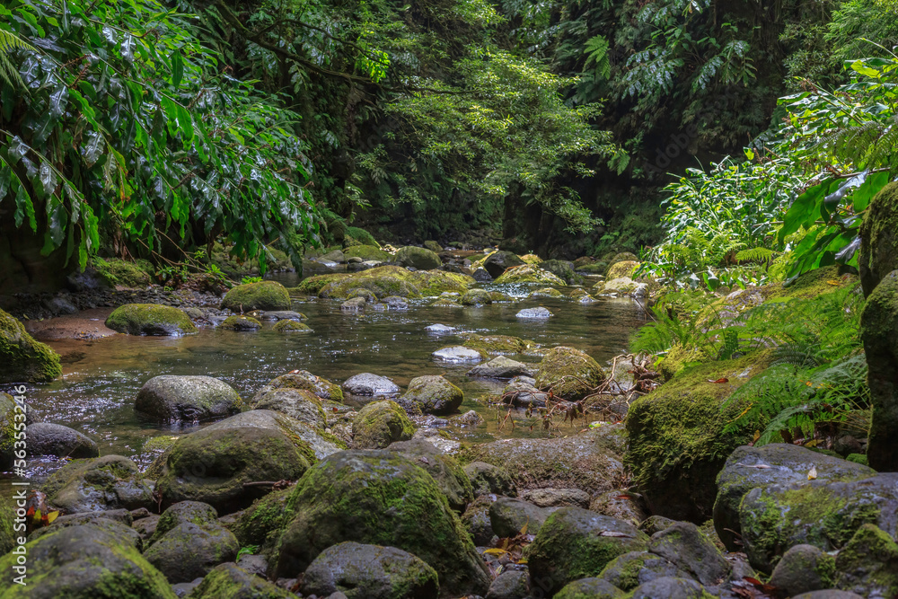 Azores, Sao Miguel, summer, holidays, hike, trail, small, stream Azores, Sao Miguel, summer, holidays, hike, trail, small, stream