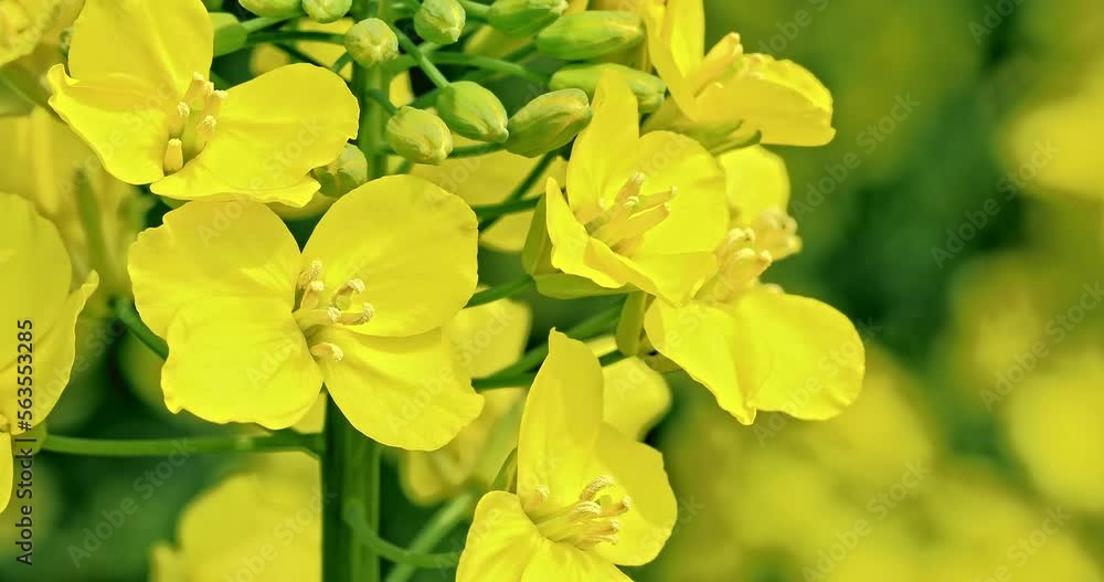 Yellow rape flowers bloom in the spring season Yellow rape flowers bloom in the spring season