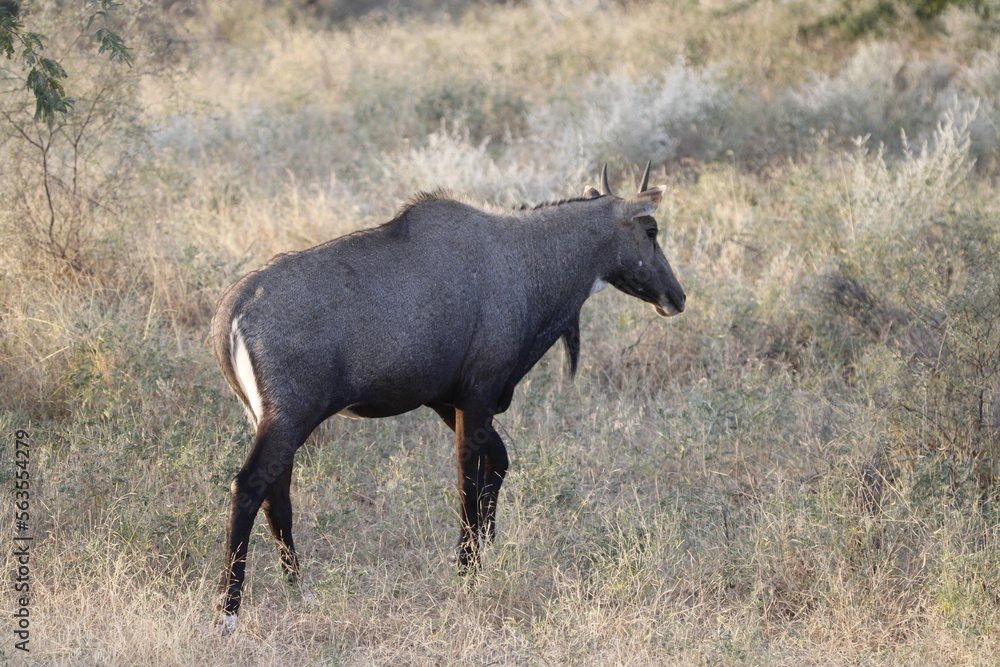 Nilgai animal near Bishnoi village in Rajasthan. Rare animal which found in Indian continent. Nilgai animal near Bishnoi village in Rajasthan. Rare animal which found in Indian continent.