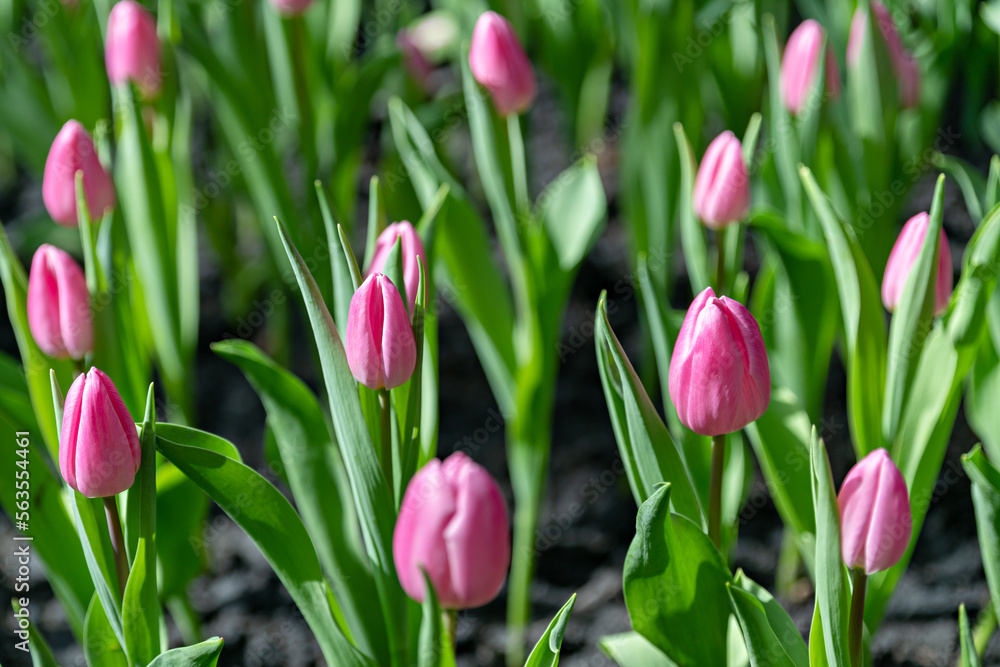 Fototapeta premium Gardener use tablet for plant tulips, Beautiful growing tulip garden, Technology of growing flower gardens.