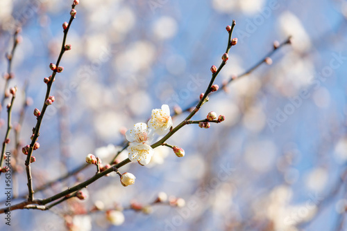 青空を背景に咲き始めた白い梅の花