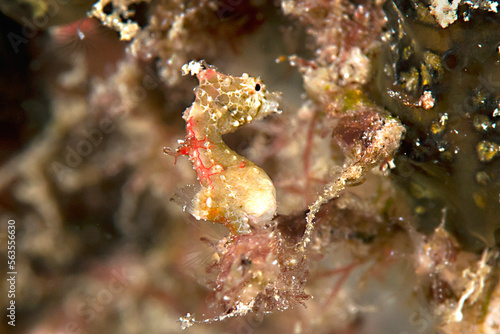 Pontoh's  seahorse, Hippocampus Pontohi among corals  of Bali photo