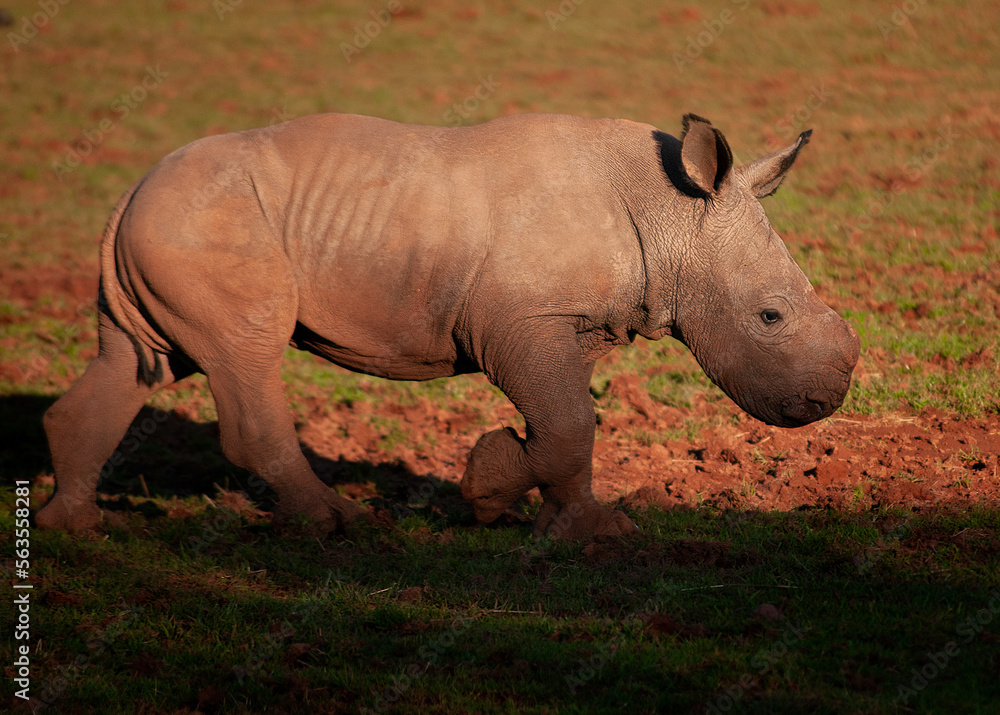 Obraz premium Rhino Calf