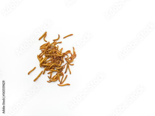 Mealworms are the larval form of the beetle on white background. © Wachira