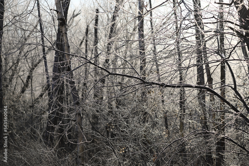 custom made wallpaper toronto digital寒さで真っ白に凍りついた木々