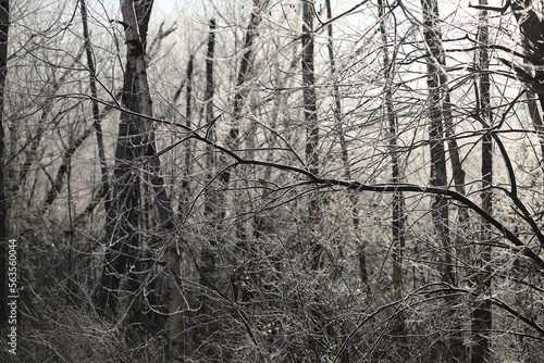 Wallpaper Mural 寒さで真っ白に凍りついた木々 Torontodigital.ca