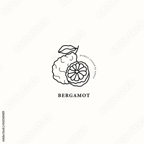 Line art bergamot fruit drawing