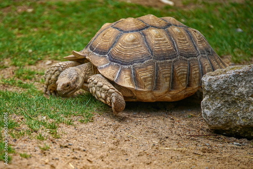 Spornschildkröte - Landschildkröte