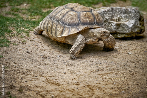 Landschildkröte - Spornschildkröte