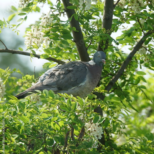 Taube in Robinie - falsche Akzie photo